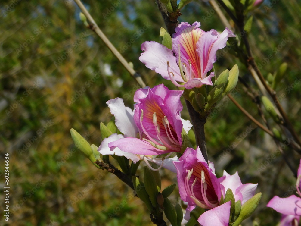 Orchid tree, or Bauhinia variegata pink flowers
