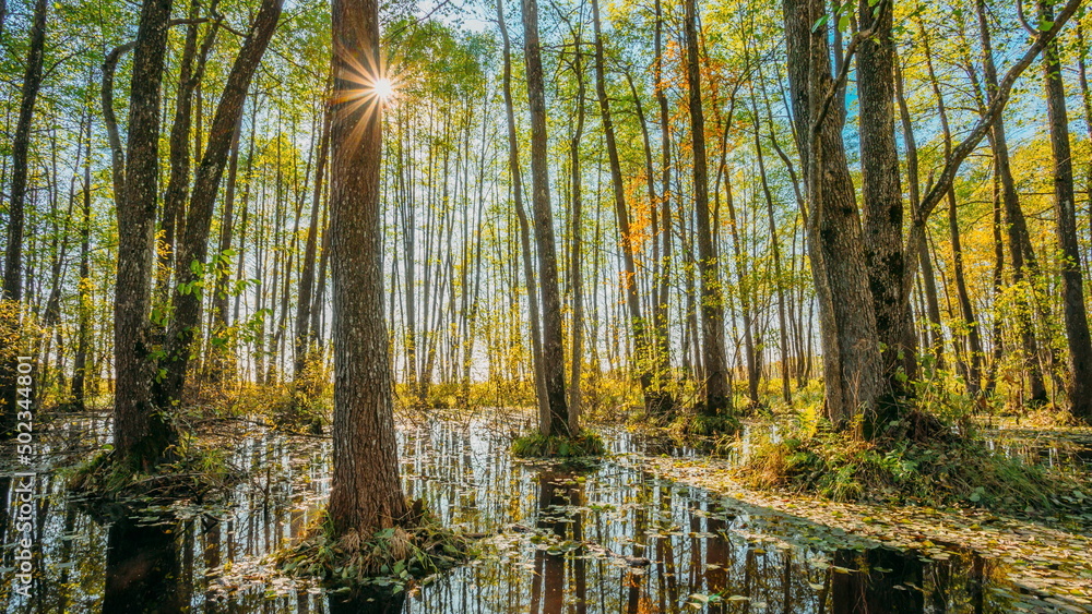 4K Forest Trees Woods Standing In Flood Water After Autumn Rains. Beautiful autumn landscape TimeLapse . Sun Shining During Sunny Sunset Evening. 4K Forest Trees Woods Standing In Flood Water After Autumn Rains. Beautiful autumn landscape TimeLapse . Sun Shining During Sunny Sunset Evening.