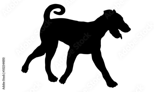 Black dog silhouette. Running airedale terrier puppy. Bingley terrier or waterside terrier. Pet animals. Isolated on a white background.