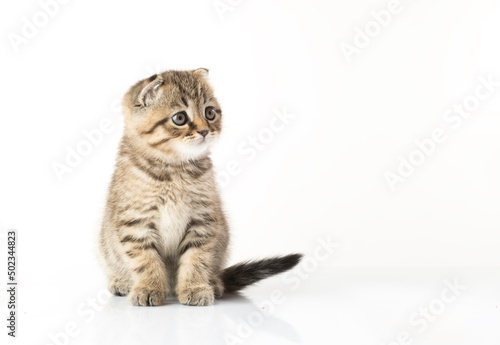 beautiful kitten. portrait of a British breed kitten on a white background with an empty space for texts and inscriptions © serhii