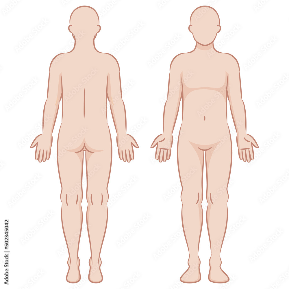 カラーの人体イラスト/男性 カラーの人体イラスト/男性