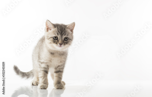 beautiful kitten. portrait of a British breed kitten on a white background with an empty space for texts and inscriptions © serhii