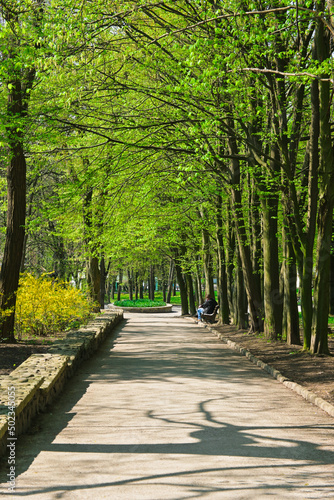 colorful nature, national park. green leaves on the trees. paths in the park.