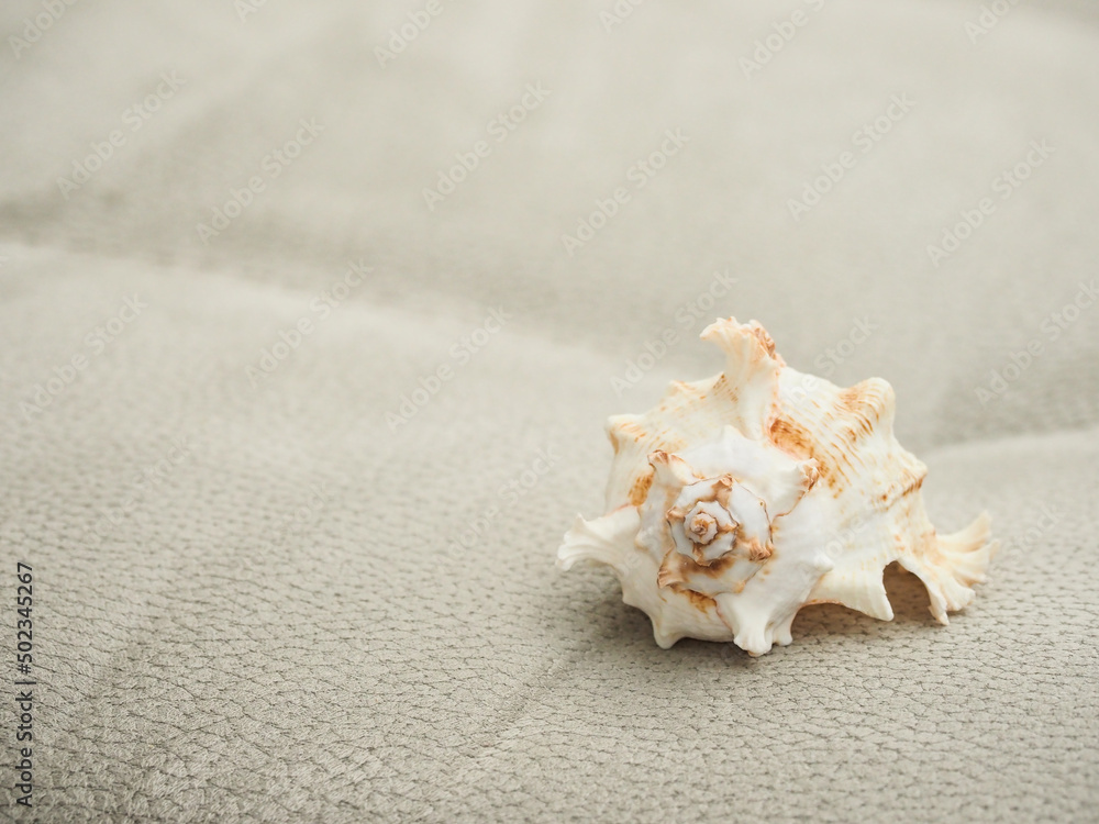 close up selective focus of white spiral shell on grey blurred backgrond