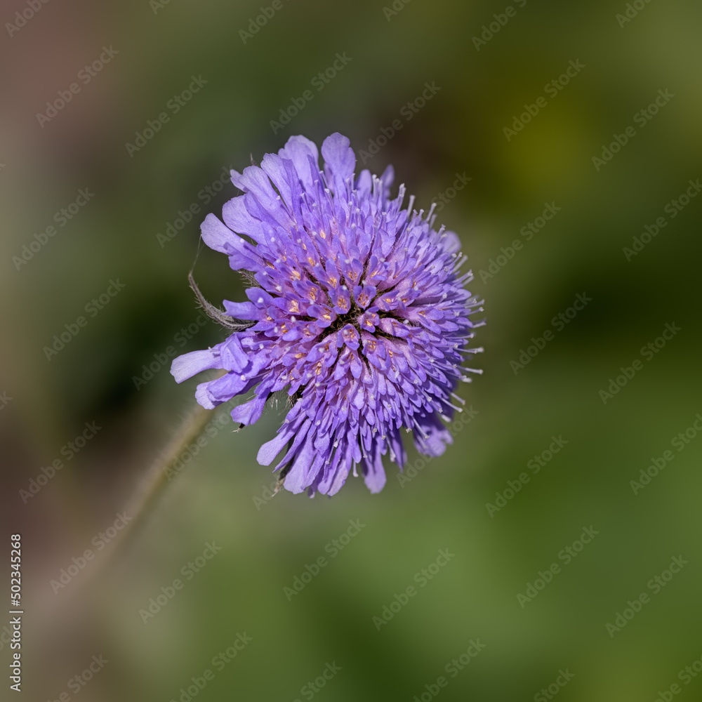 Flower of Scabiosa 'Butterfly Blue' in a garden in Spring Flower of Scabiosa 'Butterfly Blue' in a garden in Spring