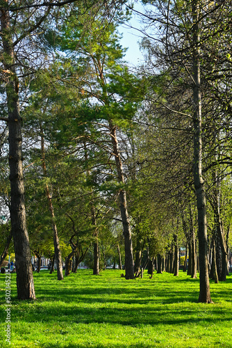 large green coniferous trees in the park in spring. colorful nature. awakening of nature.