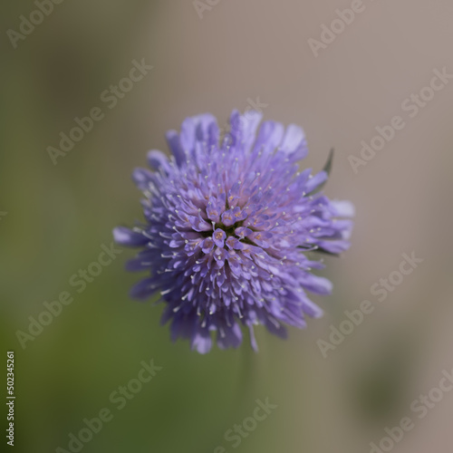 Closeup of flower of Scabiosa 'Butterfly Blue' in a garden in Spring