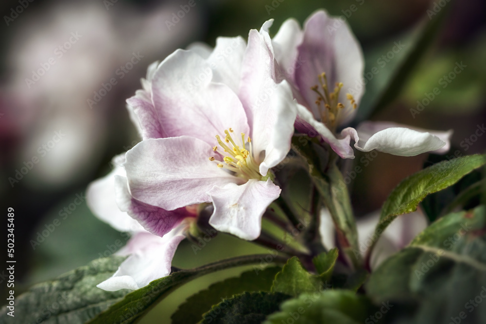 Closeup of blossom and buds of Apple Malus domestica 'Kidd's Orange Red' in a garden in Spring Closeup of blossom and buds of Apple Malus domestica 'Kidd's Orange Red' in a garden in Spring