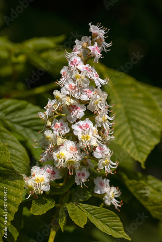 Flowers of Horse Chestnut tree (Aesculus hippocastanum) in Spring