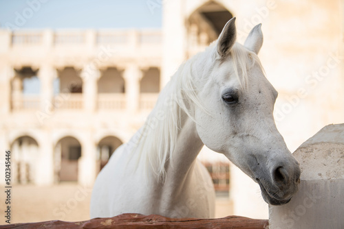Doha,Qatar, May 01,2022 : View on Arabian horse in the old market souk Waqif in Doha,Qatar.