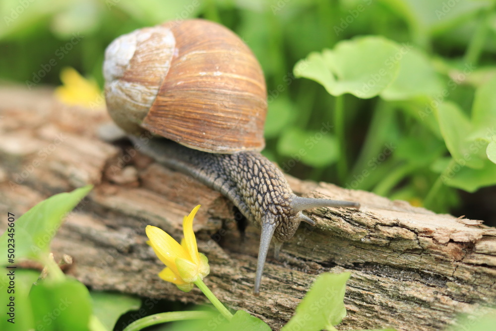 Snail and flowers in the forest, green spring nature Snail and flowers in the forest, green spring nature