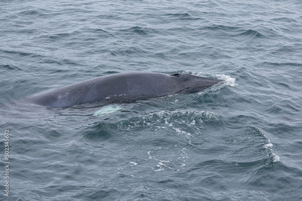 Fototapeta premium Mink Whale