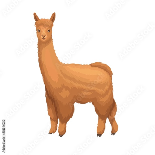 Alpaca in caroon style. . Llama mammal for design zoo. Isolated alpaca animal, vector illustration.