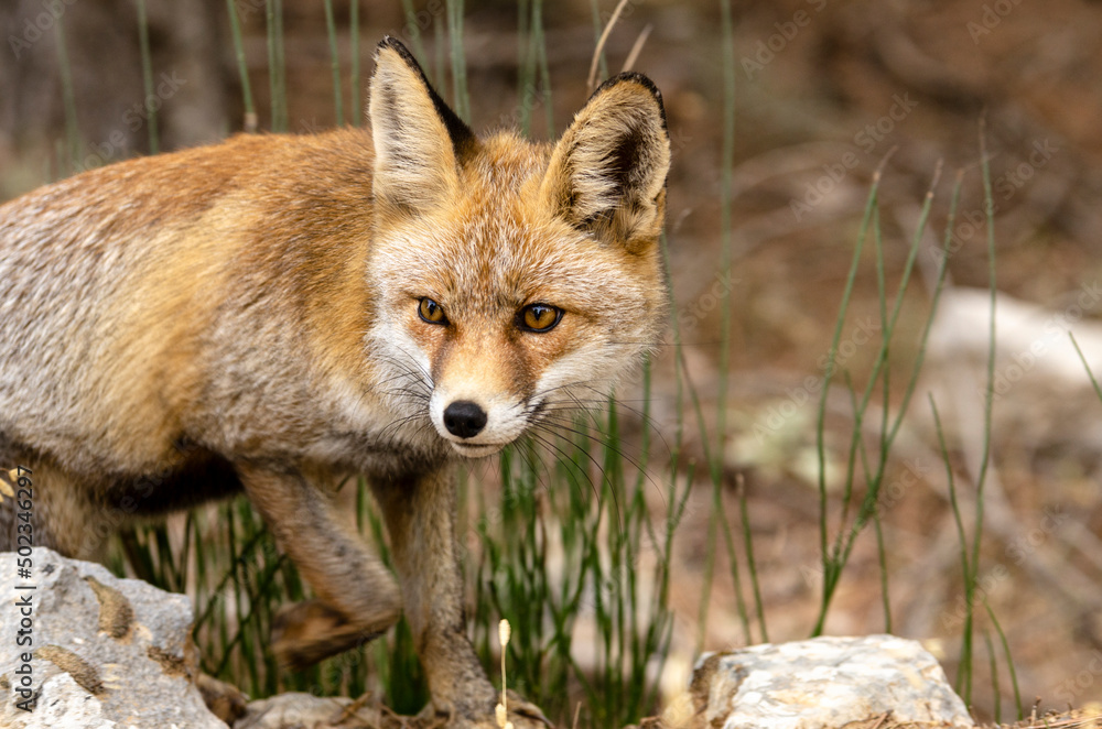 specimen of red fox (vulpes vulpes) walks among the pines