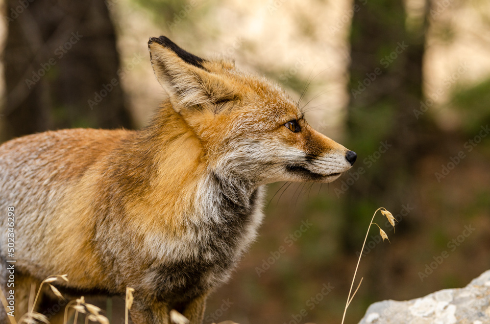 red fox (vulpes vulpes) in the mountains looking to the right red fox (vulpes vulpes) in the mountains looking to the right