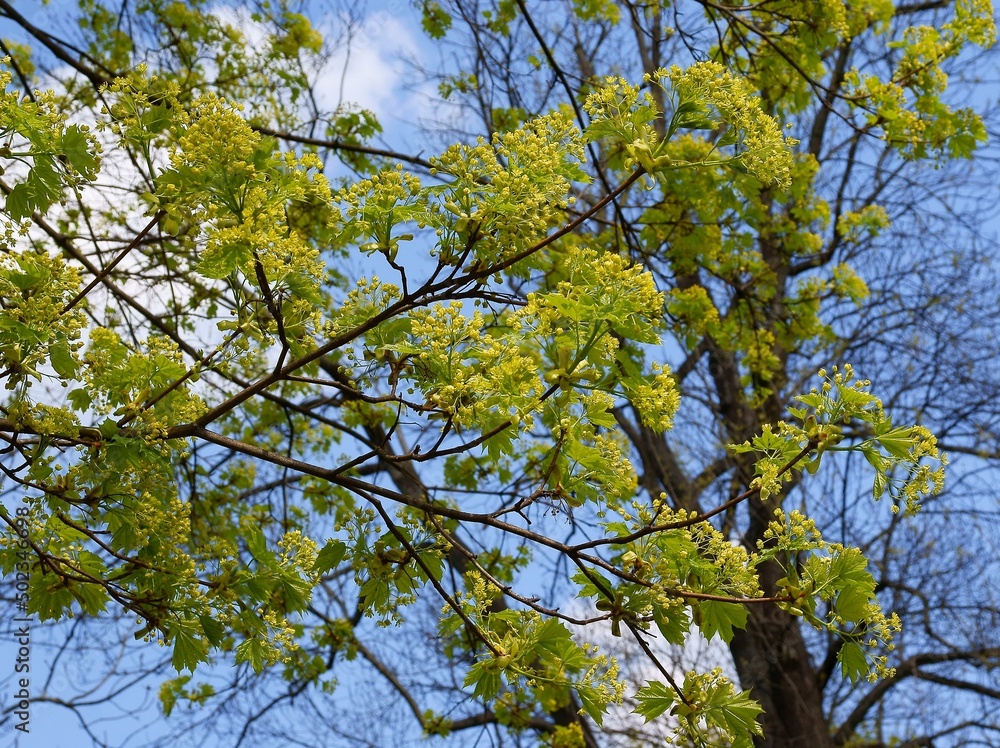 small,yellow flowers of maple tree at spring