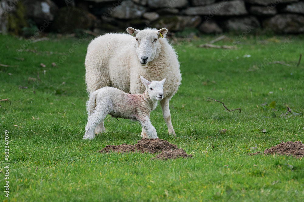 Obraz premium Mother Sheep And Her Baby Lamb
