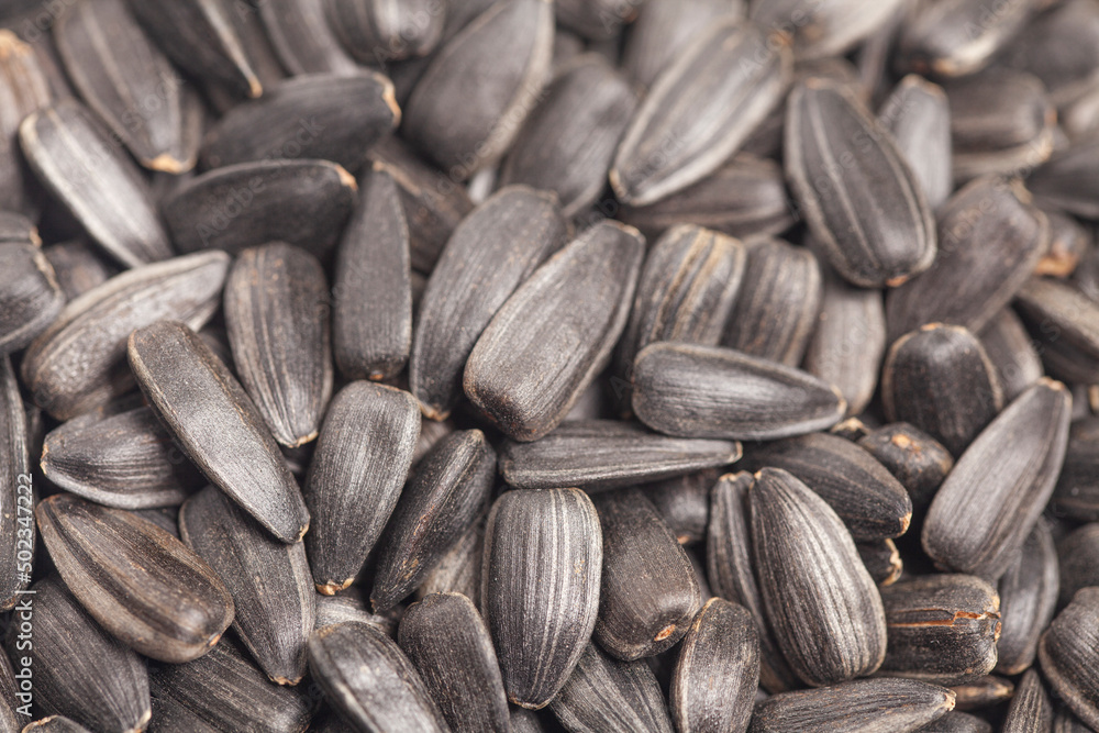 Sunflower seeds top view background. Black large seeds close-up Sunflower seeds top view background. Black large seeds close-up