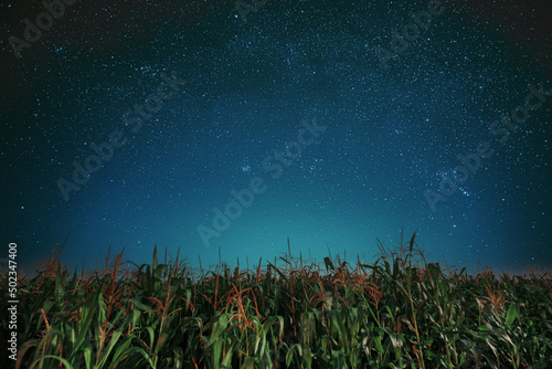 Milky way galaxy Night Starry Sky Above corn Field maize Plantation. Natural Glowing Stars Above Rural Landscape. Agricultural Landscape under Starry Sky