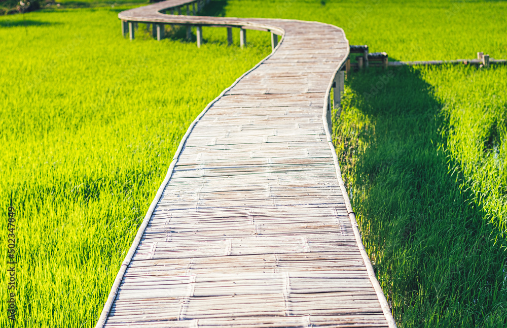 Fototapeta premium A Bamboo path winds through grassland
