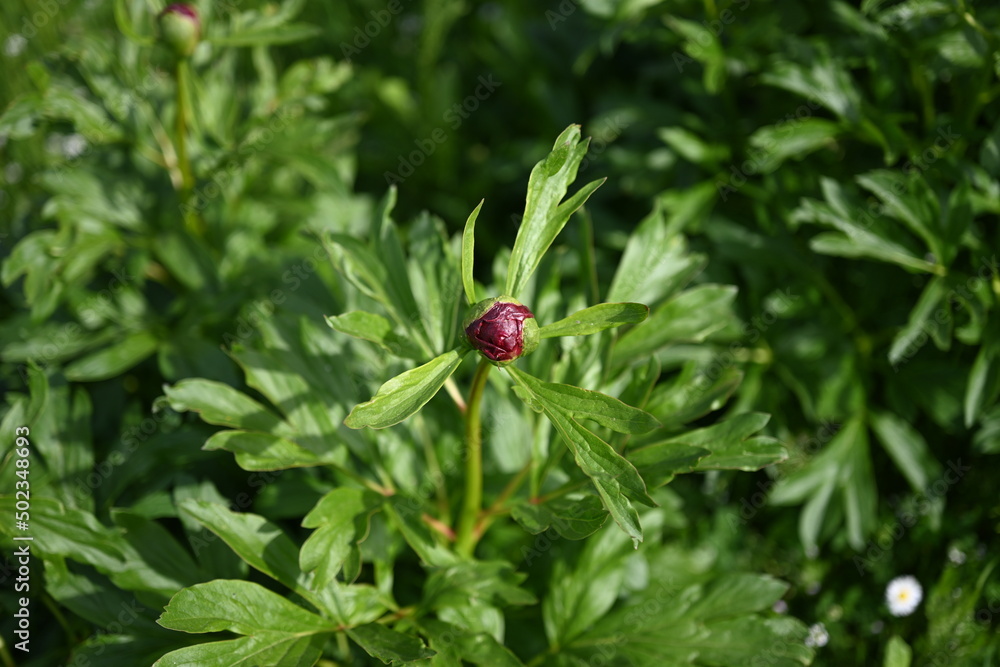 Paeonia peregrina is a species of flowering plant in the peony family Paeoniaceae, native to Southeastern Europe and Turkey. It is an erect, herbaceous perennial with 9-lobed, deeply divided leaves. Paeonia peregrina is a species of flowering plant in the peony family Paeoniaceae, native to Southeastern Europe and Turkey. It is an erect, herbaceous perennial with 9-lobed, deeply divided leaves.