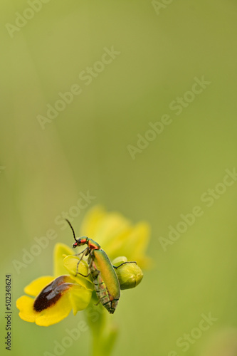 Insecto posando en orquidea silvesre