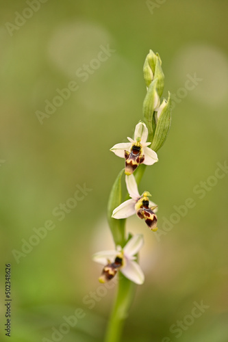 orquidea silvestre