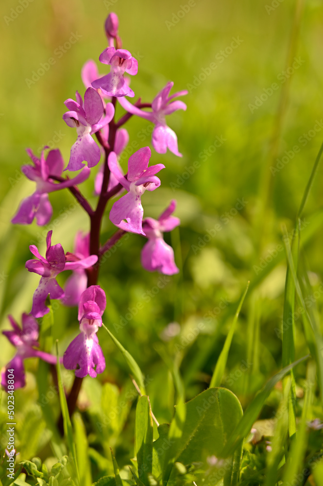 Orquideas silvestres del sr de España Orquideas silvestres del sr de España