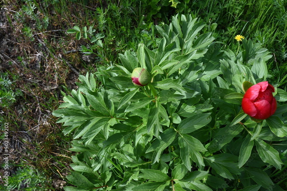 Paeonia peregrina is a species of flowering plant in the peony family
