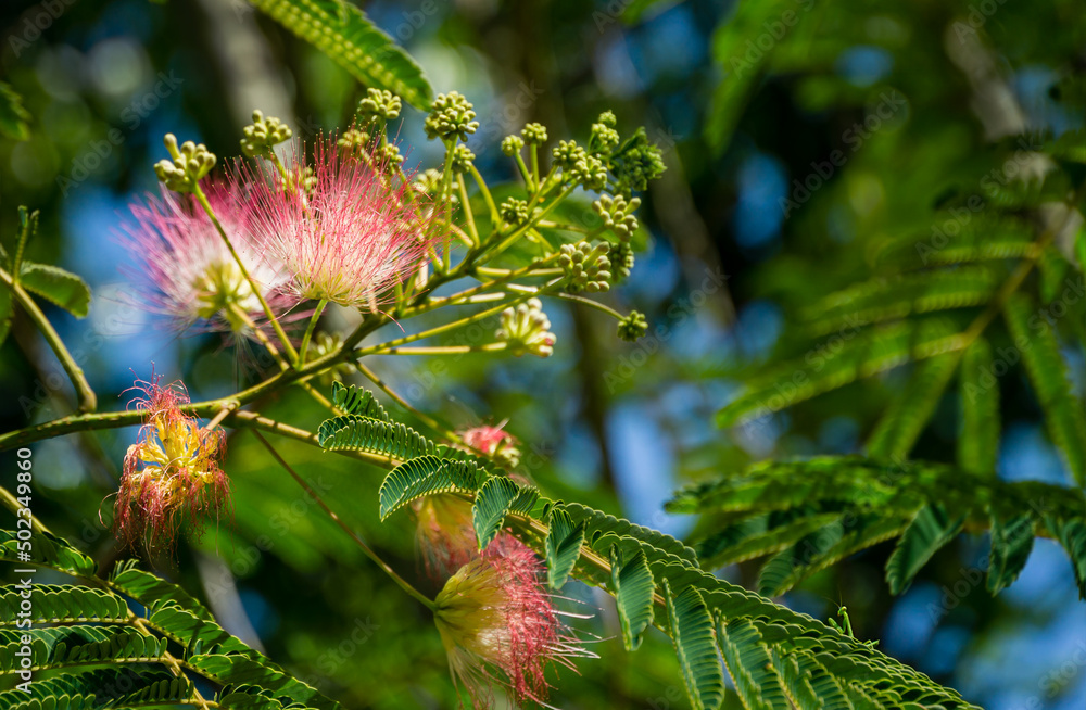 Pink fluffy flowers of Persian silk tree (Albizia julibrissin). Japanese acacia or pink silk tree the family Fabaceae. Pink fluffy flowers of Persian silk tree (Albizia julibrissin). Japanese acacia or pink silk tree the family Fabaceae.