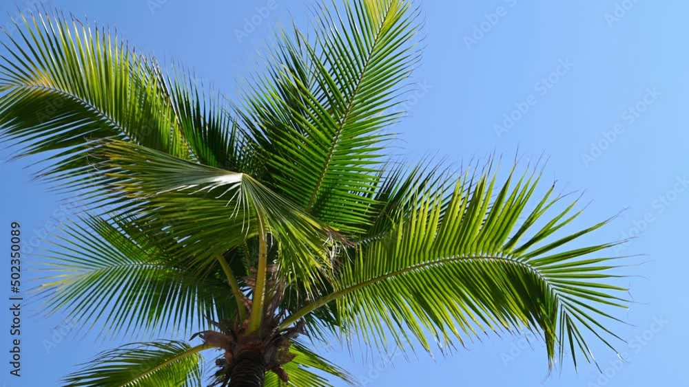 Background of tropical palm tree leaves swaying in the breeze with patterns forming from their shape and the way sunlight and shadow is falling on the leaves with cloud background.
Background of tropical palm tree leaves swaying in the breeze with patterns forming from their shape and the way sunlight and shadow is falling on the leaves with cloud background.