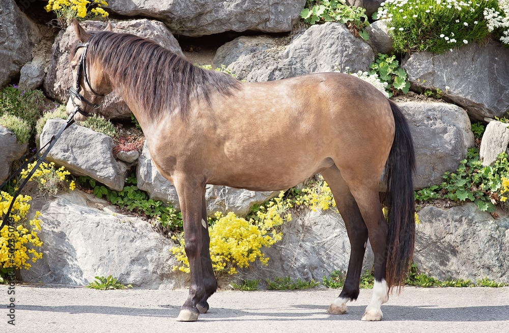Naklejka premium Junges deutsches Reitpony