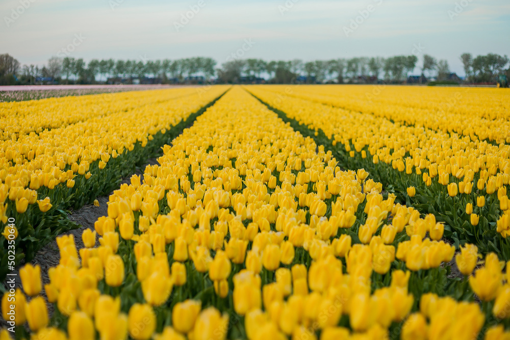 Fields of yellow Dutch tulips at sunset. Village. Europe. Blooming tulips.