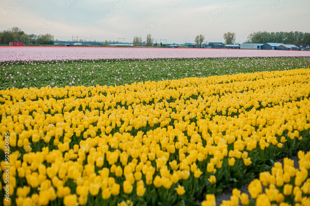 Fields of yellow Dutch tulips at sunset. Village. Europe. Blooming tulips. Fields of yellow Dutch tulips at sunset. Village. Europe. Blooming tulips.