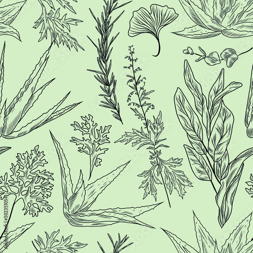 Hand drawn vector seamless texture with rosemary branch, sage brush plant, leaves, aloe vera plant, gingko biloba leaf