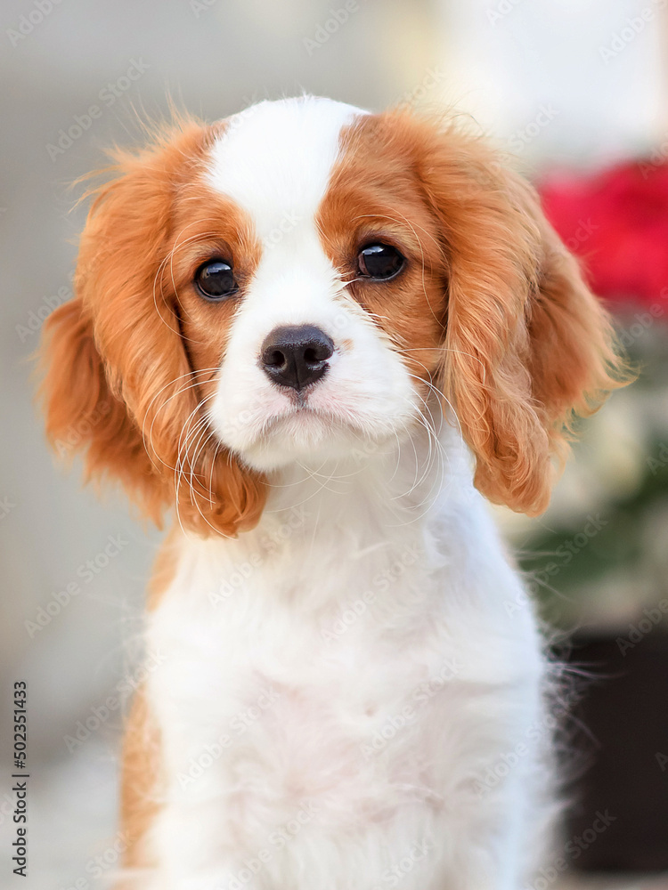 3 month old cavalier king deals charles spaniel
