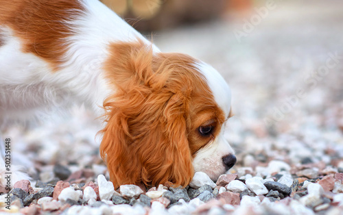 Slika na platnu dog puppy 3 months old cavalier king charles spaniel for a walk in the summer in