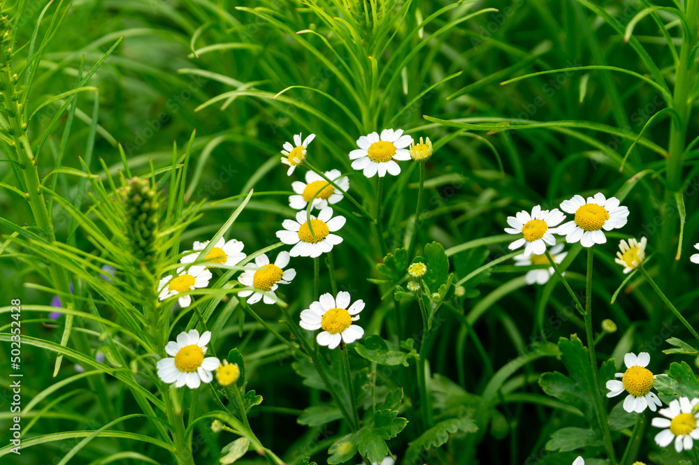Pyrethrum parthenium (Golden Moss) in the sunny summer garden. Pyrethrum parthenium (Golden Moss) in the sunny summer garden.