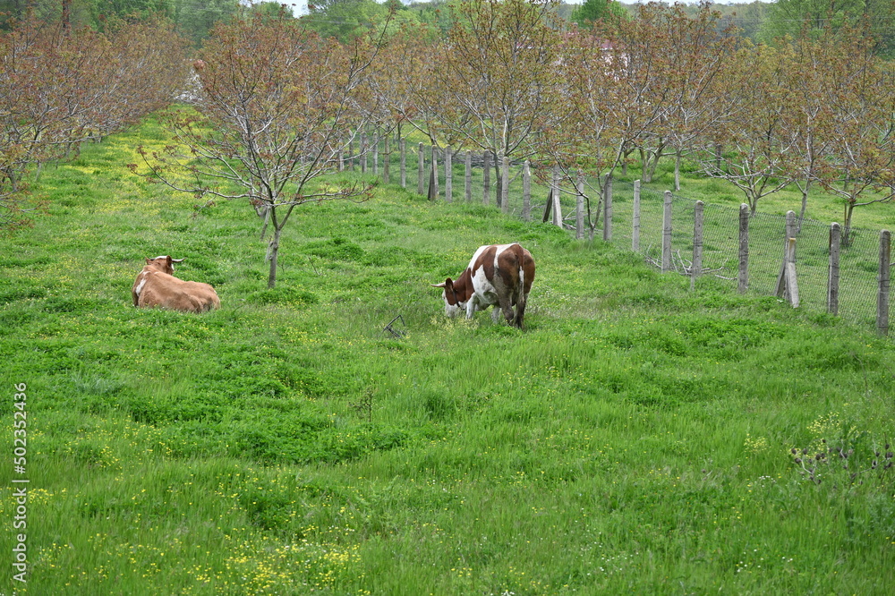 Cows in the garden