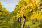 bright sunny lit grape on a vineyard, winery in Martinbourough New Zealand