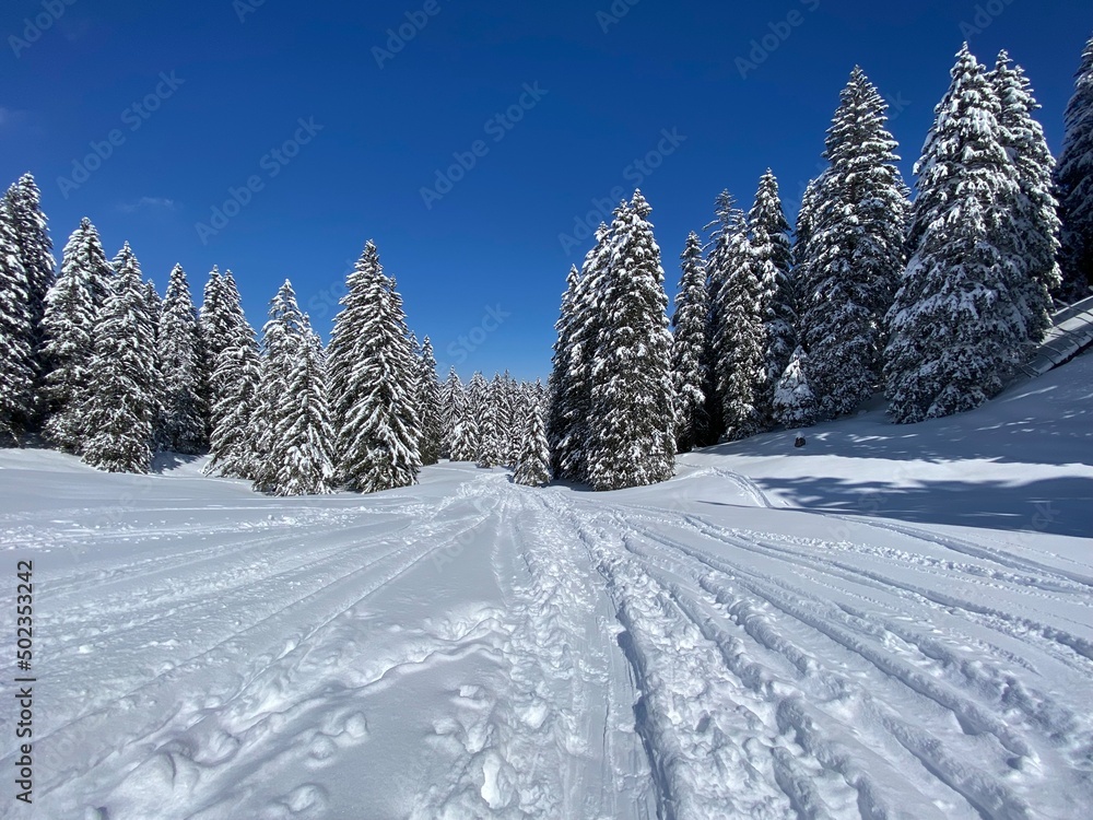 Obraz premium Wonderful winter hiking trails and traces on the slopes of the Alpstein mountain range and in the fresh alpine snow cover of the Swiss Alps, Nesslau - Obertoggenburg, Switzerland (Schweiz)
