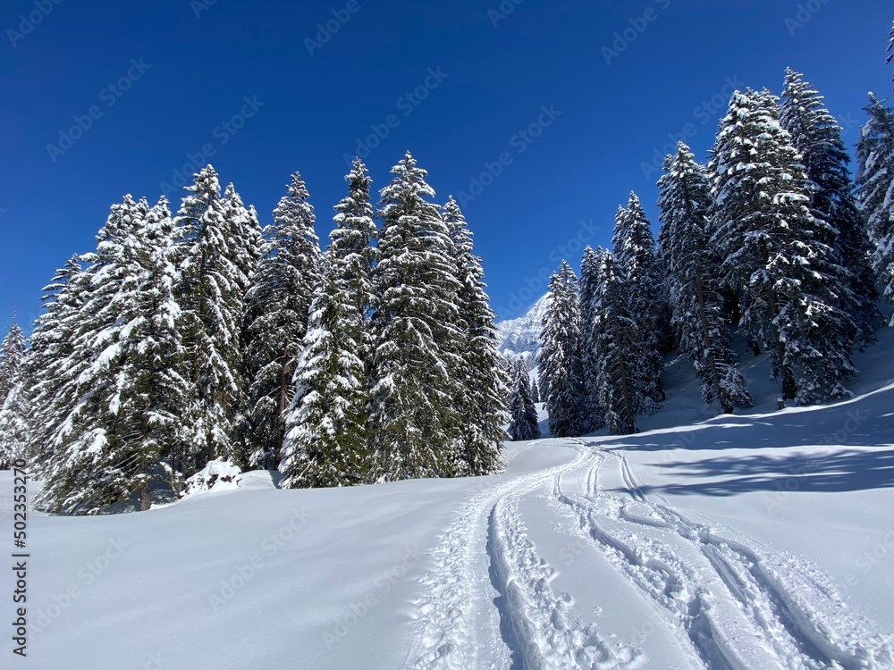 Obraz premium Wonderful winter hiking trails and traces on the slopes of the Alpstein mountain range and in the fresh alpine snow cover of the Swiss Alps, Nesslau - Obertoggenburg, Switzerland (Schweiz)