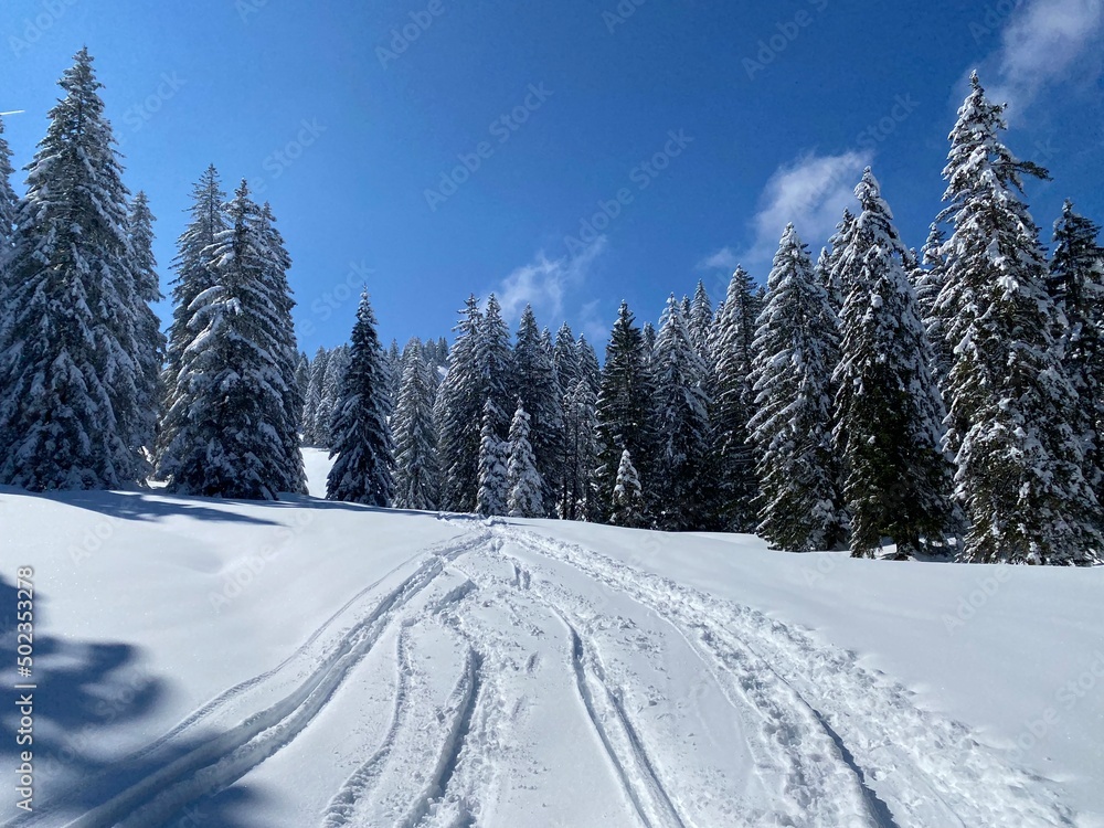 Fototapeta premium Wonderful winter hiking trails and traces on the slopes of the Alpstein mountain range and in the fresh alpine snow cover of the Swiss Alps, Nesslau - Obertoggenburg, Switzerland (Schweiz)