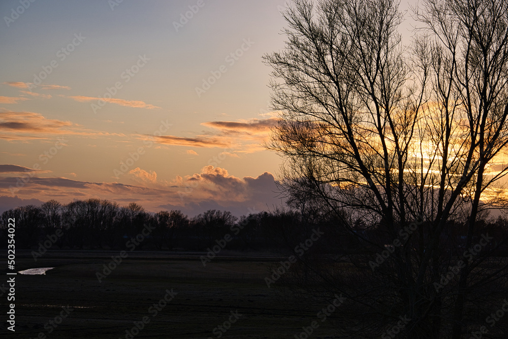 Trees in the sunset on the meadows in front of the Bodden in Zingst.