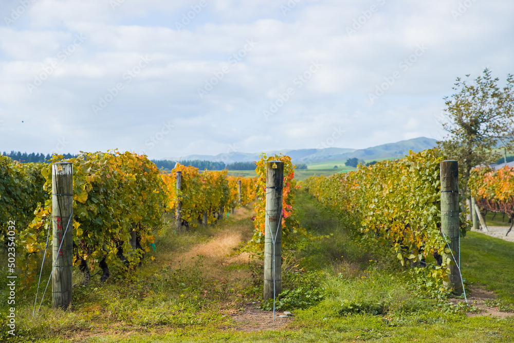 Fototapeta premium bright sunny lit grape on a vineyard, winery in Martinbourough New Zealand. High quality photo