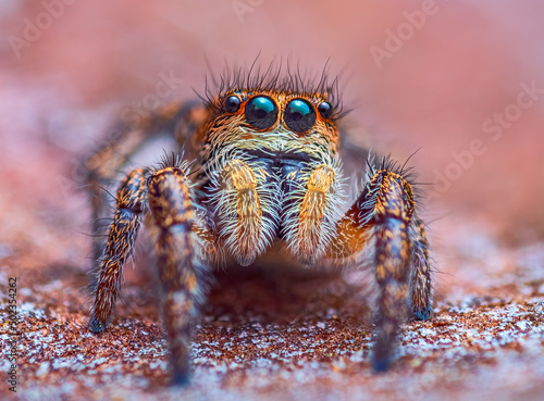 Spider portrait, jumping spider portrait - Pellenes tripunctatus © lukjonis