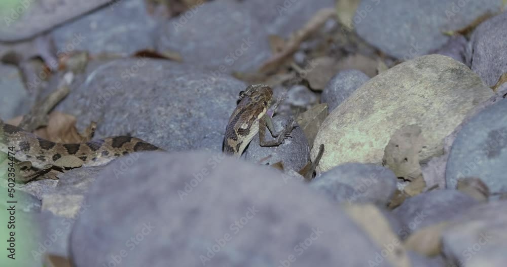 cat-eyed snake with a dead frog on its jaws cat-eyed snake with a dead frog on its jaws