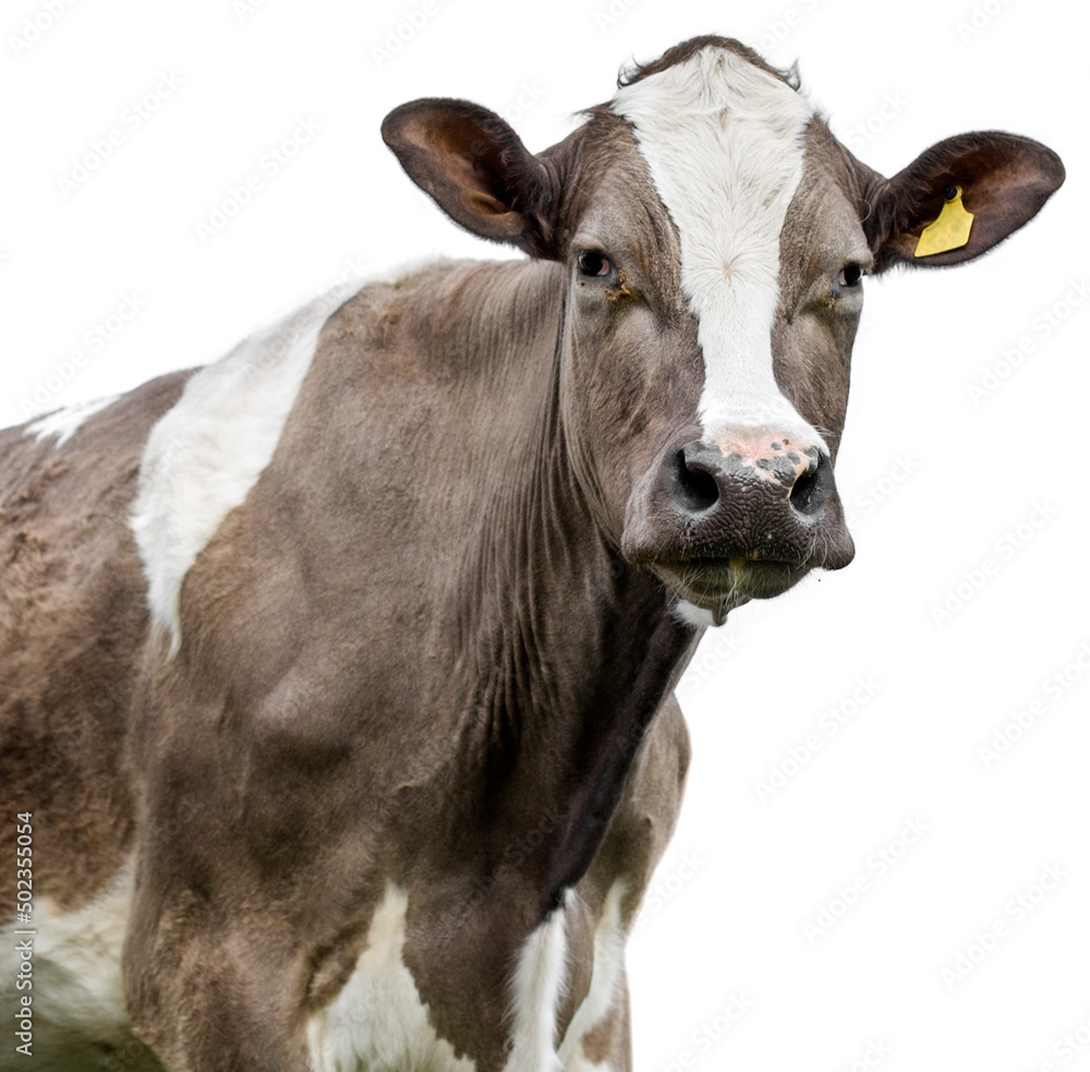 cow on a white background isolated!!