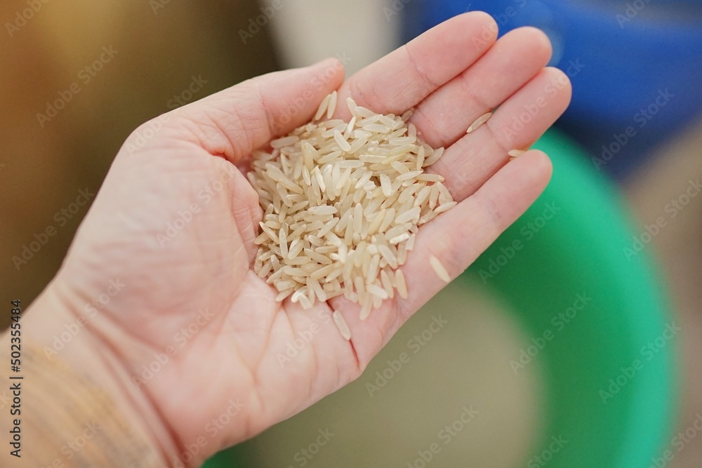 Brown rice in the hands of a farmer Brown rice in the hands of a farmer