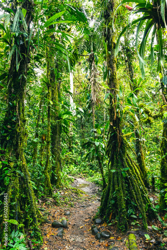 Ecuador Tropical Rainforest. Hiking trail in Amazon Cloud Forest. Jungle path to Hola Vida Waterfall. Puyo  Ecuador. South America.
